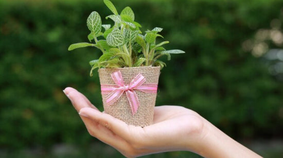 Gifts_for_Plant_Lovers