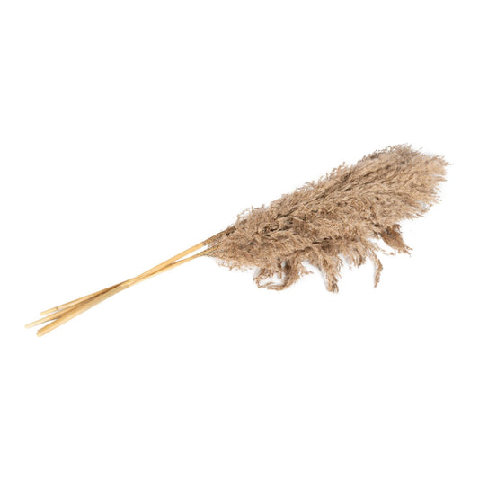 naturally-dried-pampass-grass-stem-79cm