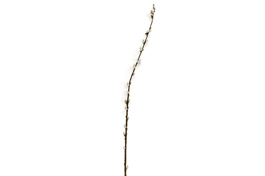 pussy-willow-stem