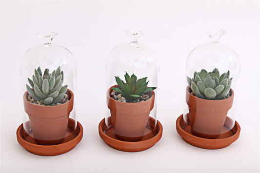 faux-succulent-in-pot-glass-dome