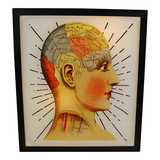 decorative-lightbox-phrenology-head