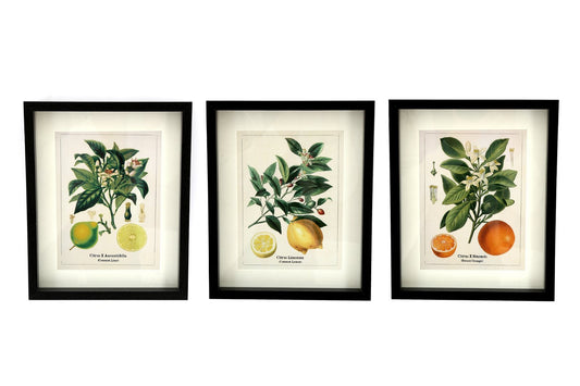set-of-three-citrus-picture-frames