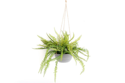 hanging-fern-in-pot