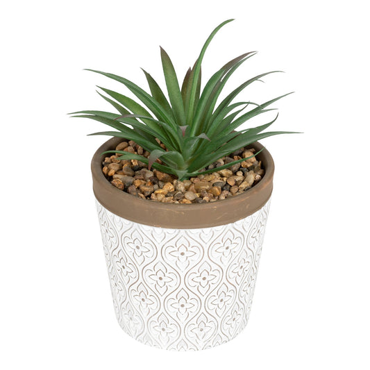 green-succulent-in-white-terracotta-pot