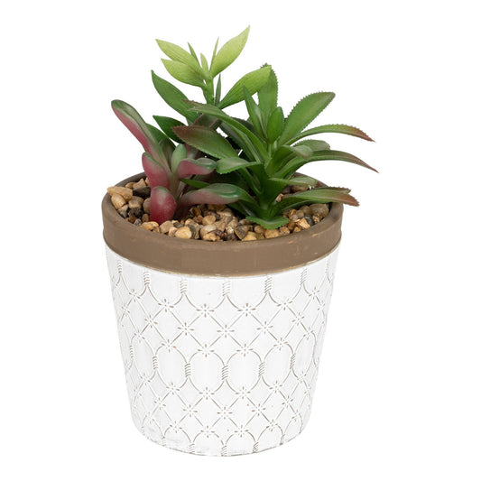 succulents-in-white-terracotta-pot